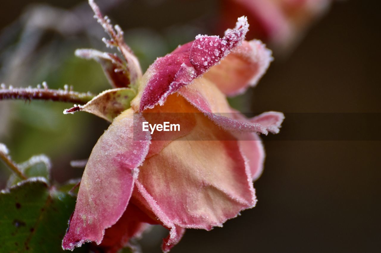 Close-up of frozen rose