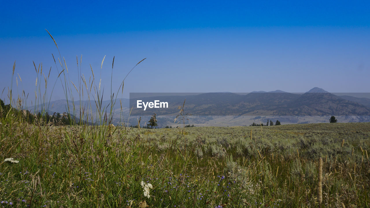 Scenic view of field against clear blue sky