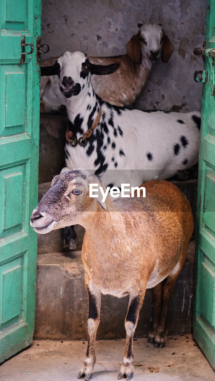 Three goats peering above each other from a staircase in nizamuddin village, delhi, india