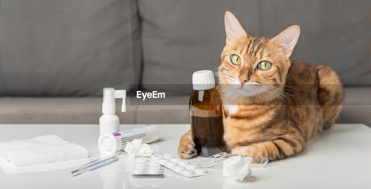 Domestic cat on the table with medicines for colds. virus. medicines for home treatment.