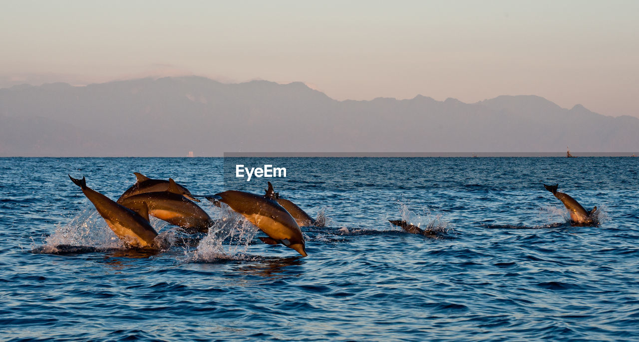 View of dolphins swimming in sea