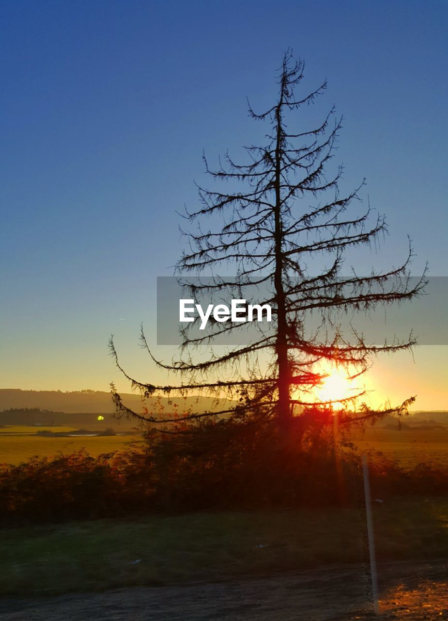 TREES ON FIELD AGAINST CLEAR SKY DURING SUNSET