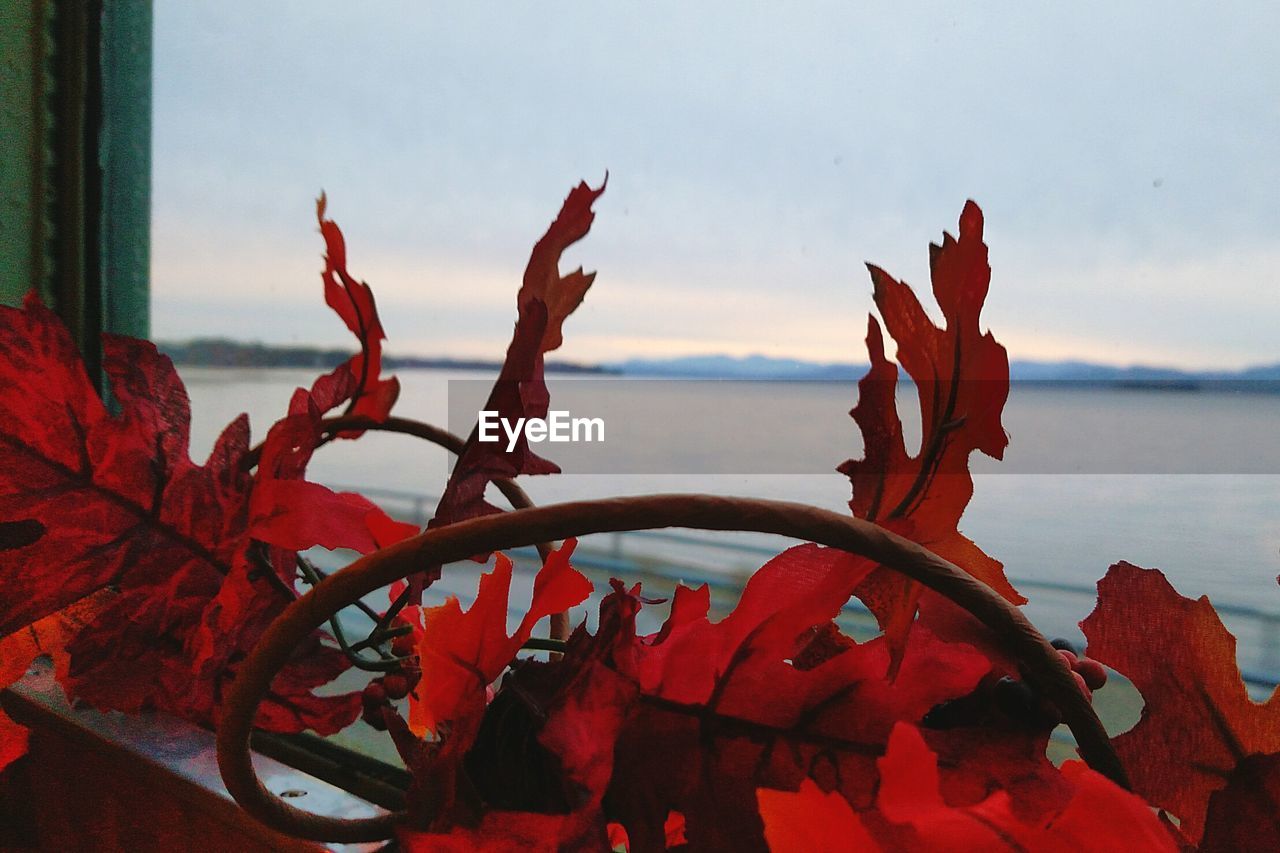 CLOSE-UP OF RED LEAVES AGAINST BLURRED BACKGROUND