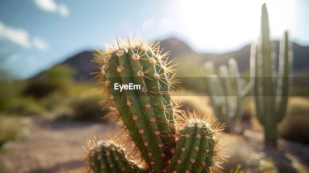 close-up of cactus plant
