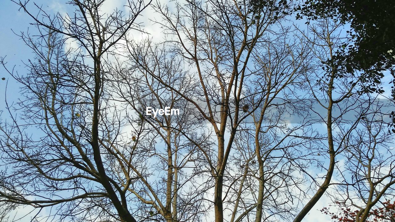 LOW ANGLE VIEW OF BARE TREES AGAINST SKY