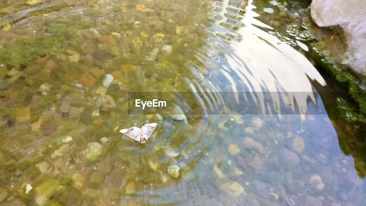 HIGH ANGLE VIEW OF JELLYFISH IN LAKE