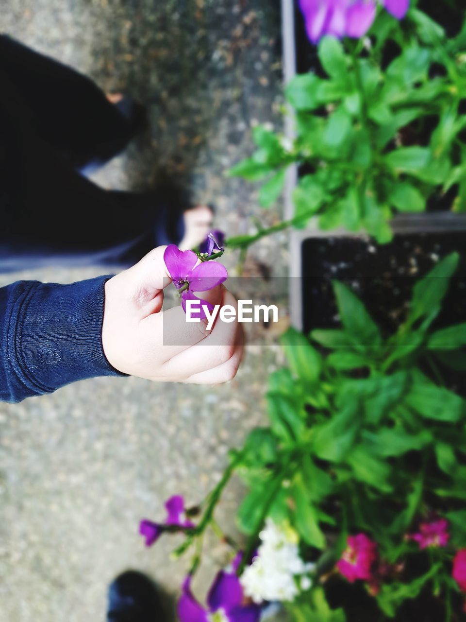 High angle view of woman holding pink flower