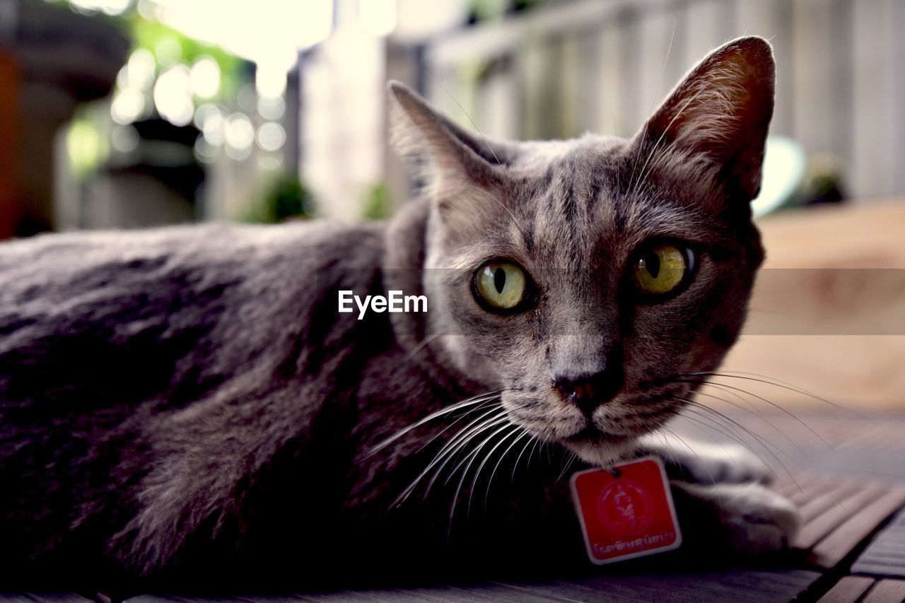 Close-up portrait of a cat