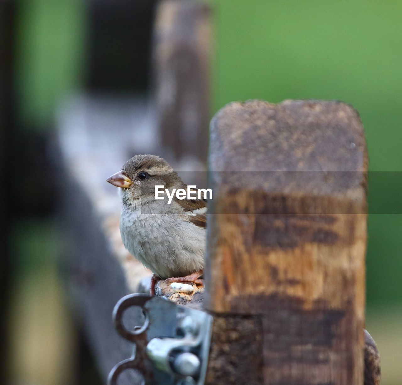 CLOSE-UP OF A BIRD PERCHING ON WOOD