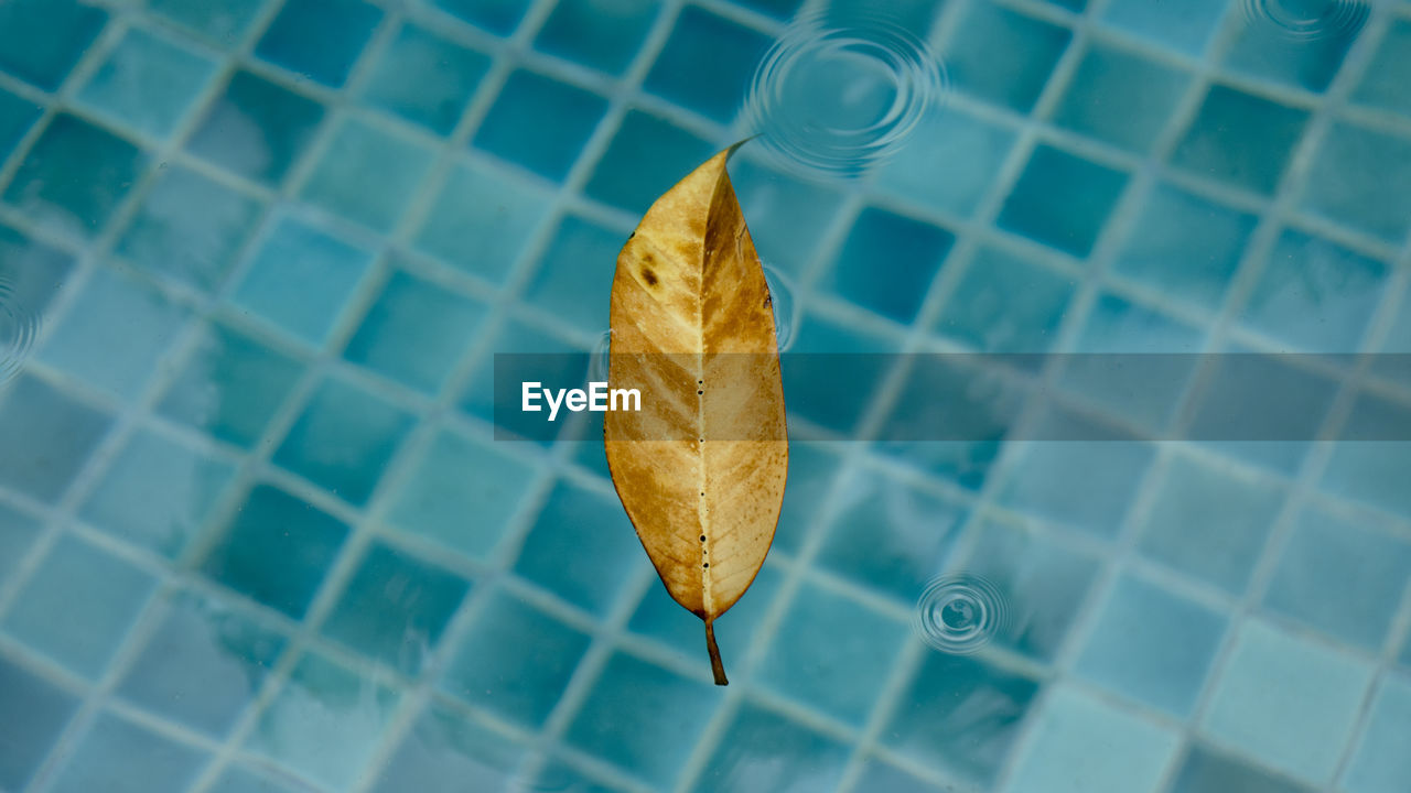 HIGH ANGLE VIEW OF LEAF FLOATING ON WATER AT SWIMMING POOL