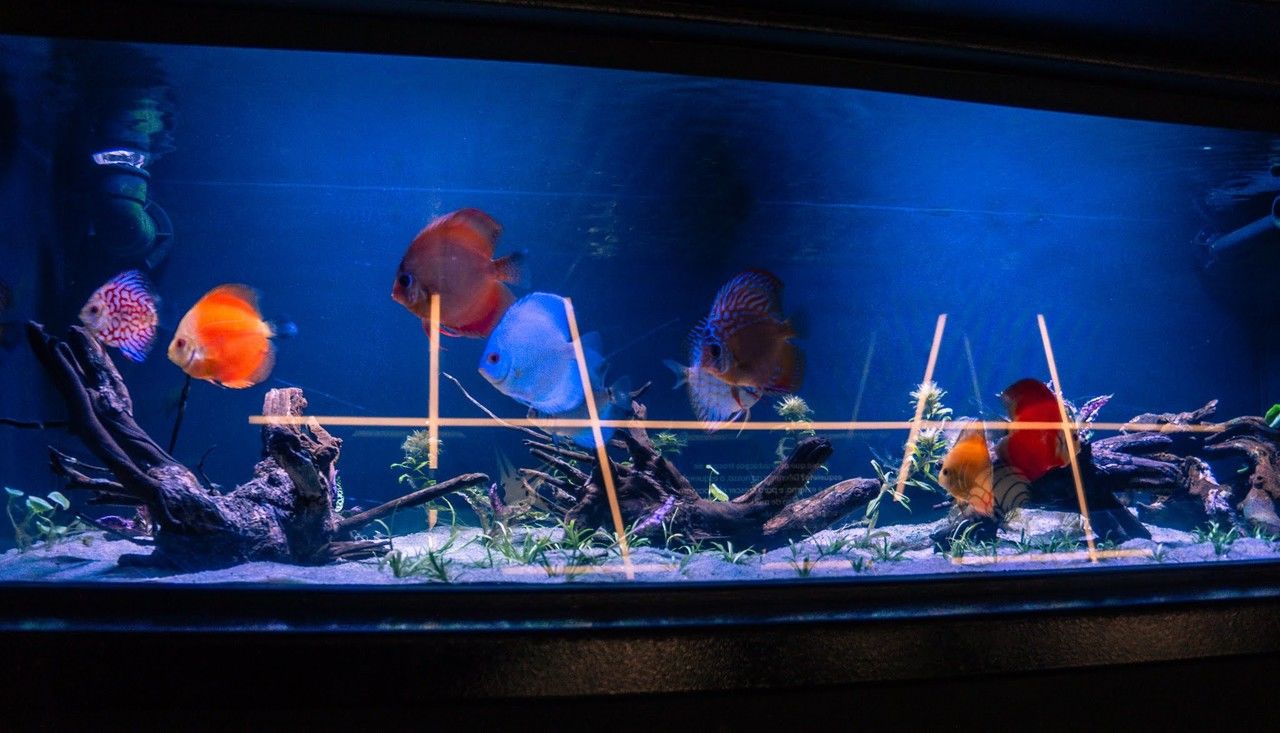 aquarium, stage, aquarium lighting, indoors, animals in captivity, occupation, display device, blue, animal, tank, fish, fish tank, wildlife, animal themes, water, adult, reef, musical theatre, sea