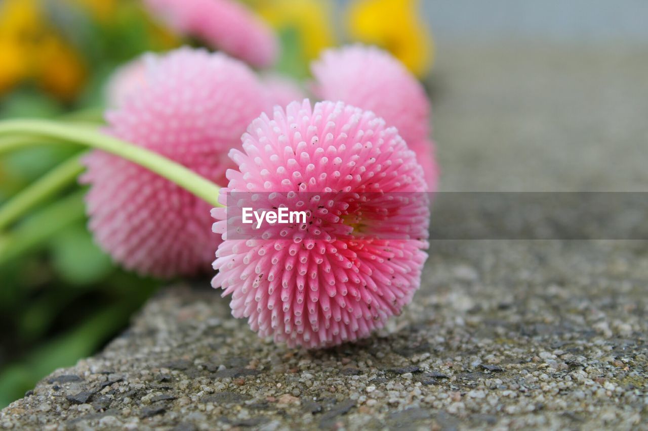 Close-up of pink flower