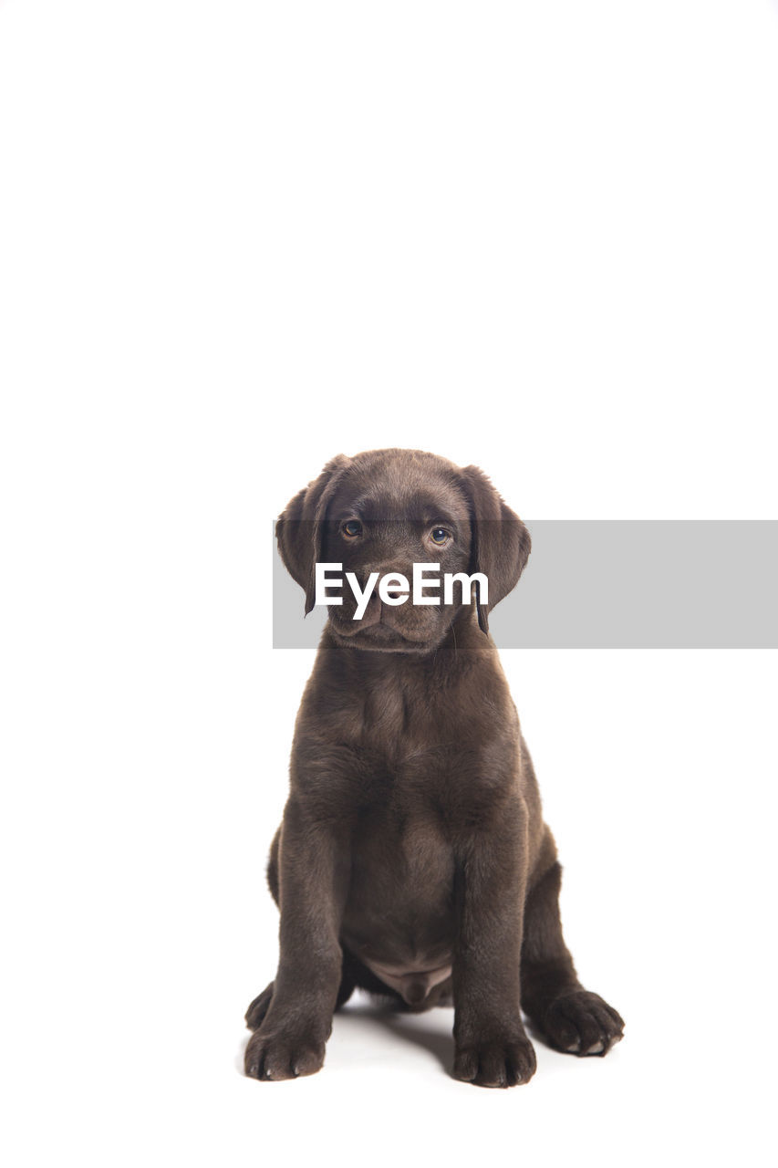 PORTRAIT OF PUPPY SITTING ON WHITE BACKGROUND