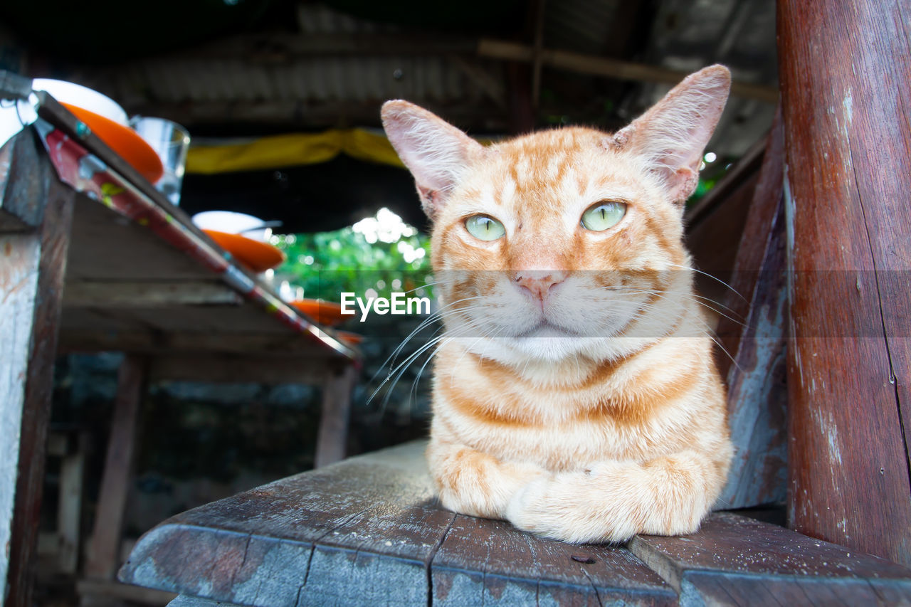 Portrait of cat sitting on wood