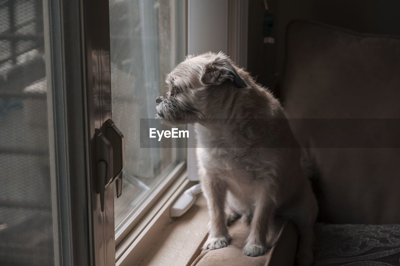 DOG LOOKING THROUGH WINDOW