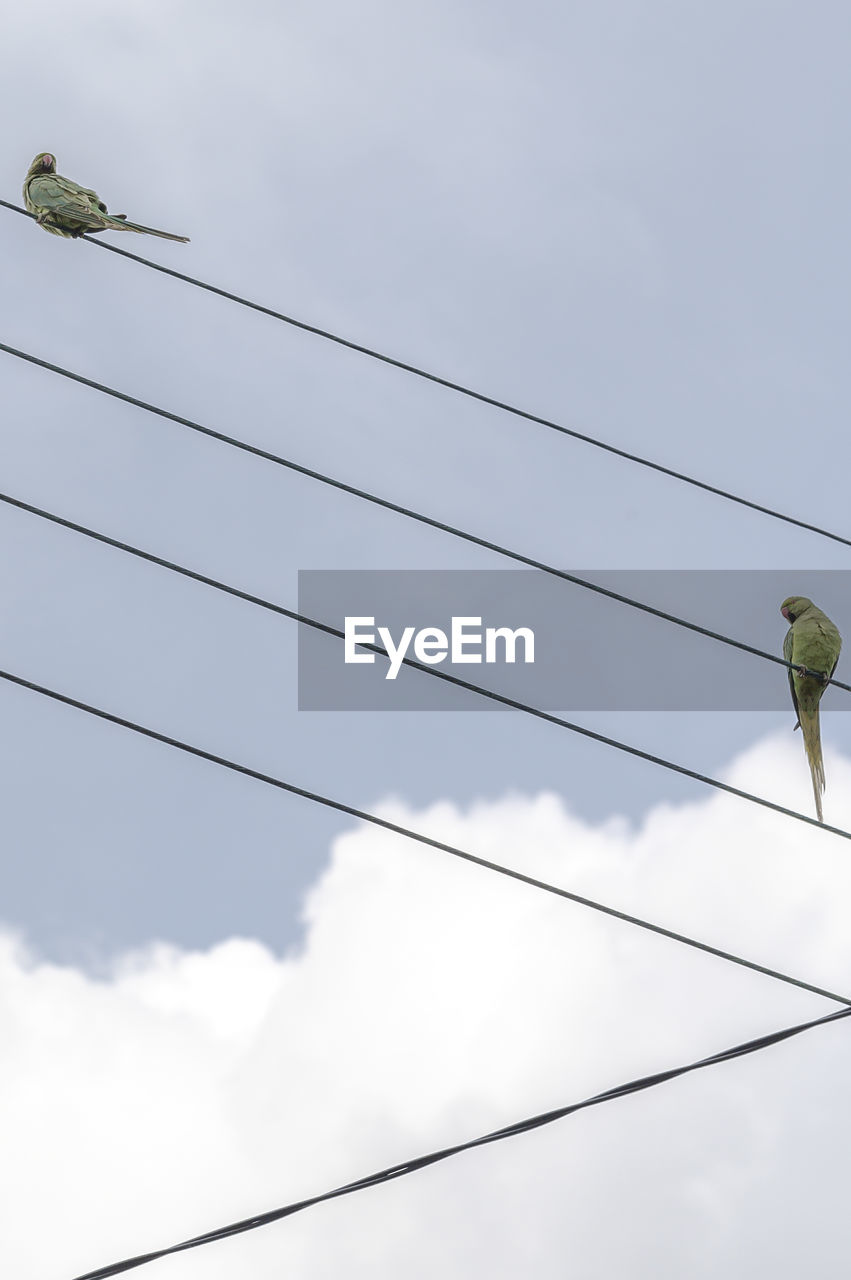 Low angle view of social distancing birds perching on electric cables against sky