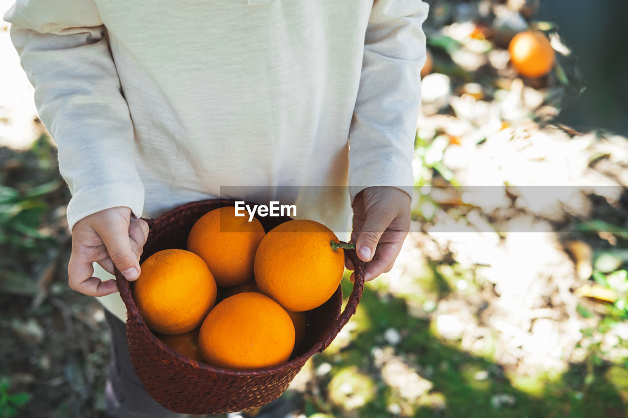 Wicker basket with ripe oranges in children's hands.