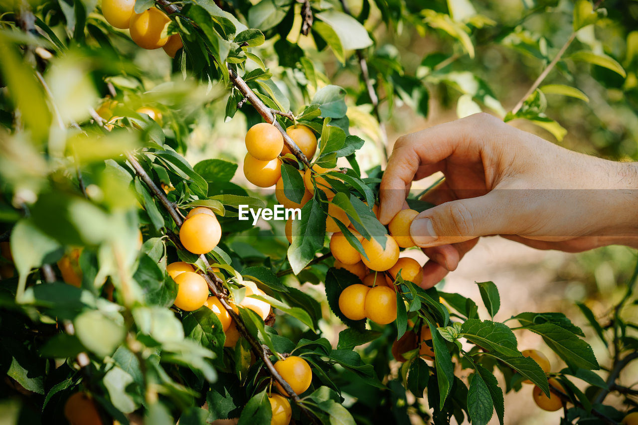 Low angle view of person picking wax cherry fruits on tree