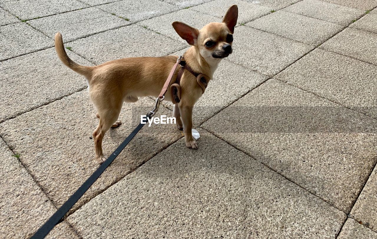 Portrait of chihuahua dog standing on footpath