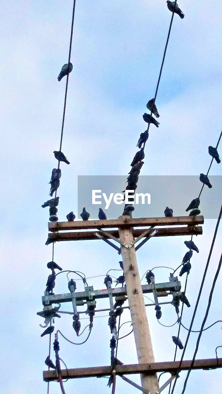 LOW ANGLE VIEW OF BIRDS ON POWER LINE