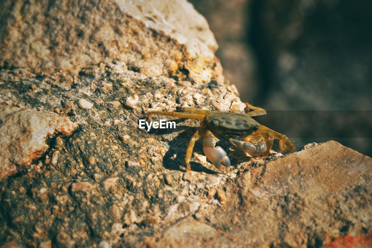 CLOSE-UP OF CATERPILLAR ON ROCK