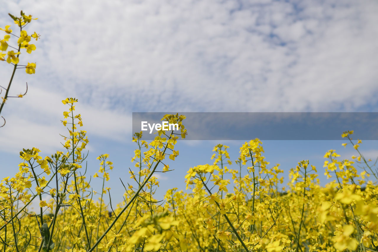 Scenic view of yellow flowering plants against sky