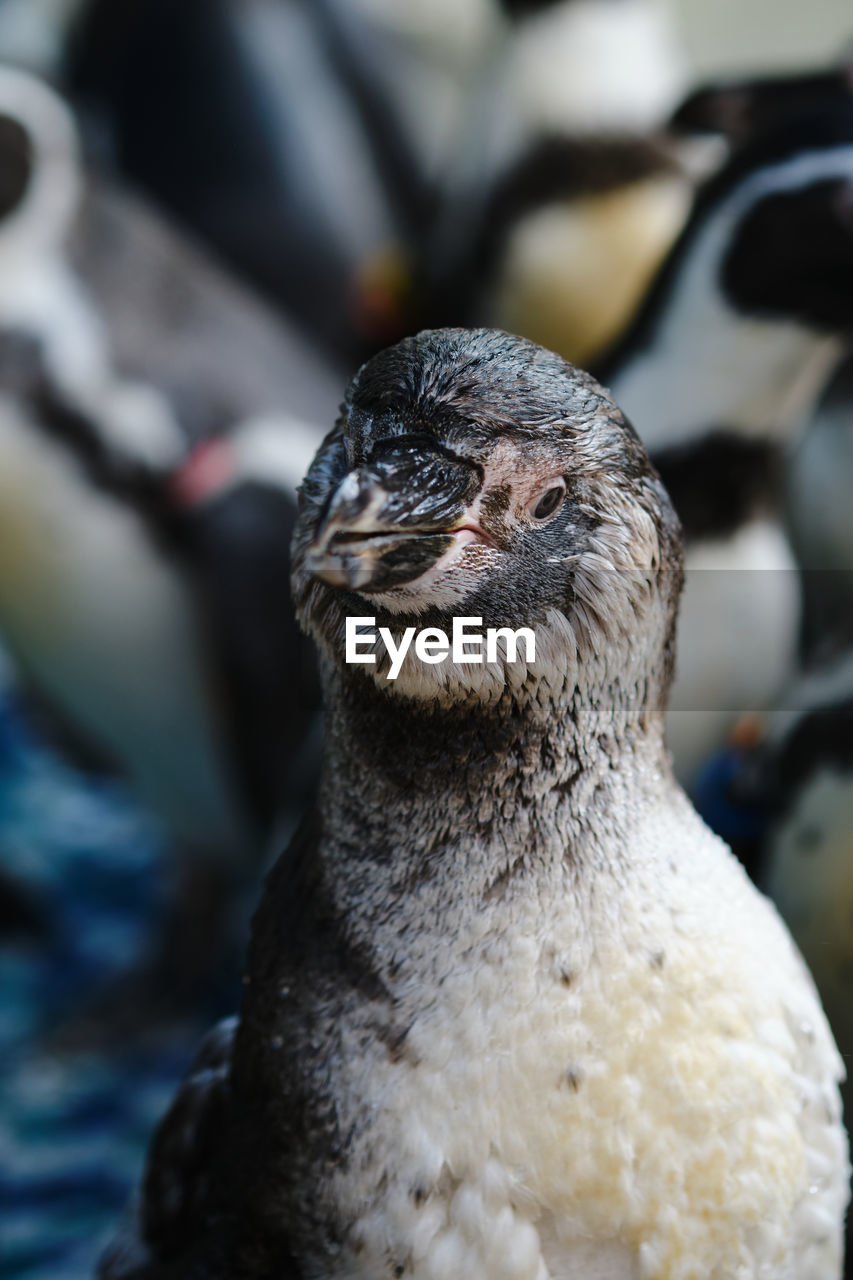 CLOSE UP OF A BIRD