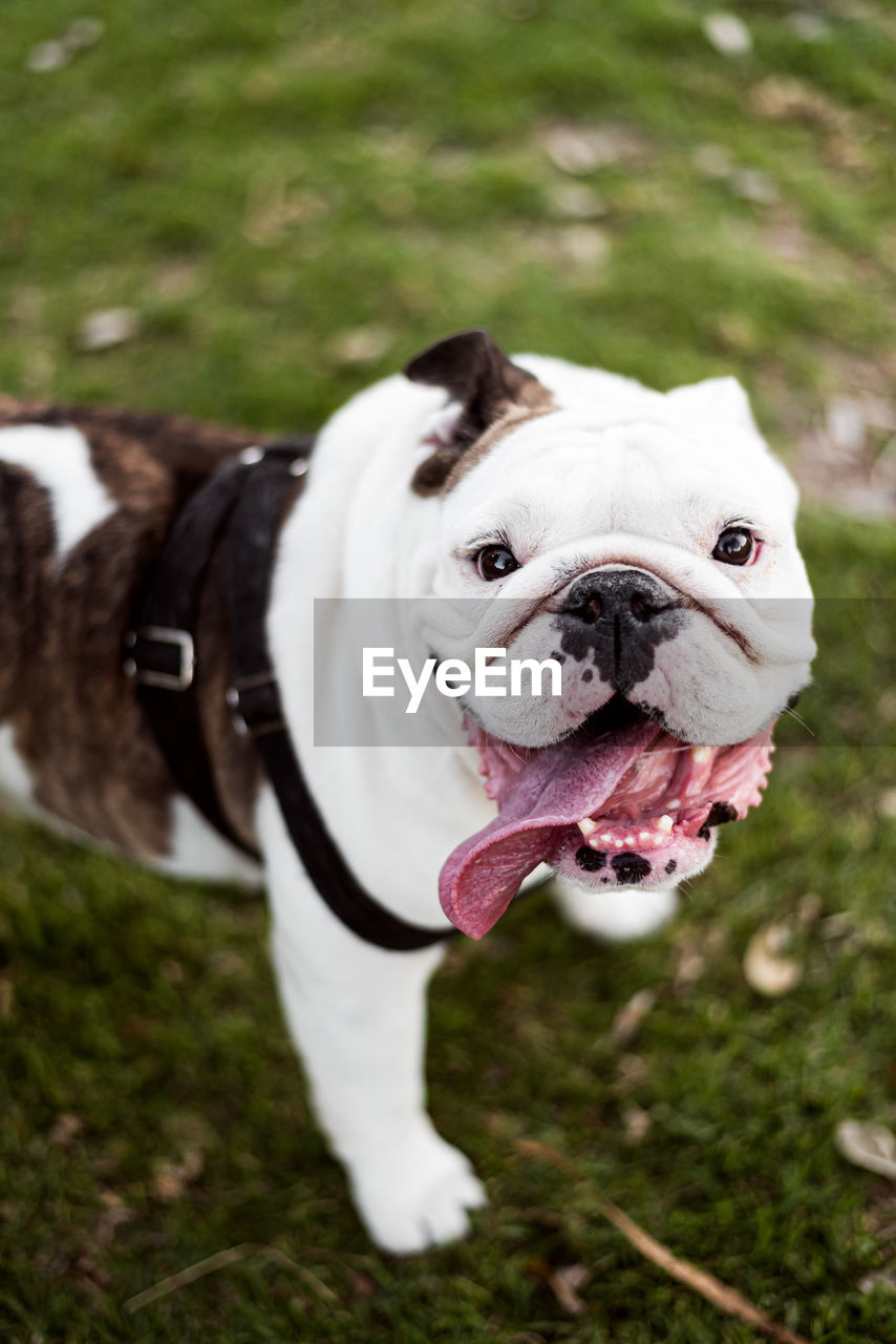 Portrait of white english bull dog