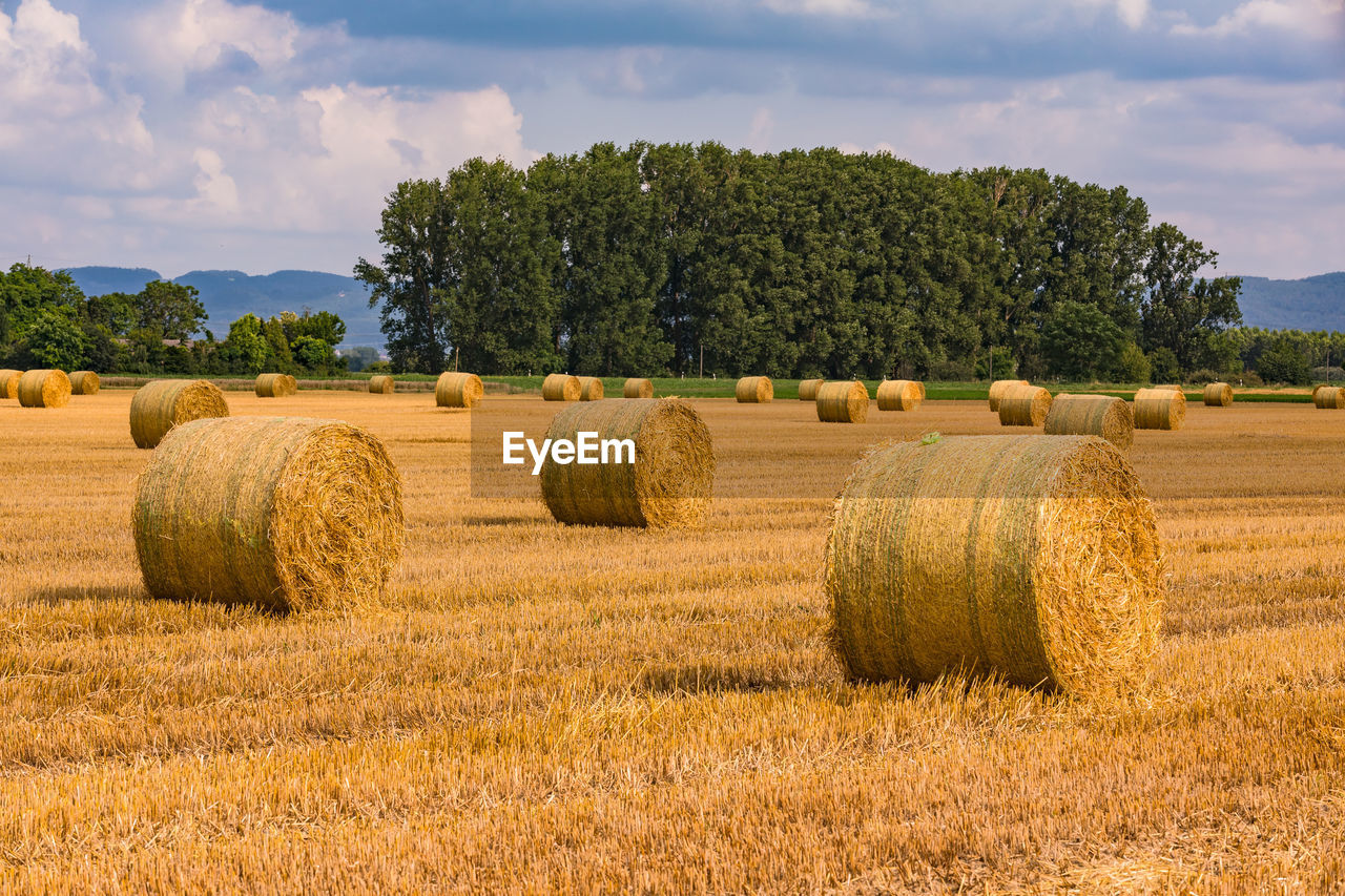 Round straw bales on a harvested field after hay harvest in summer