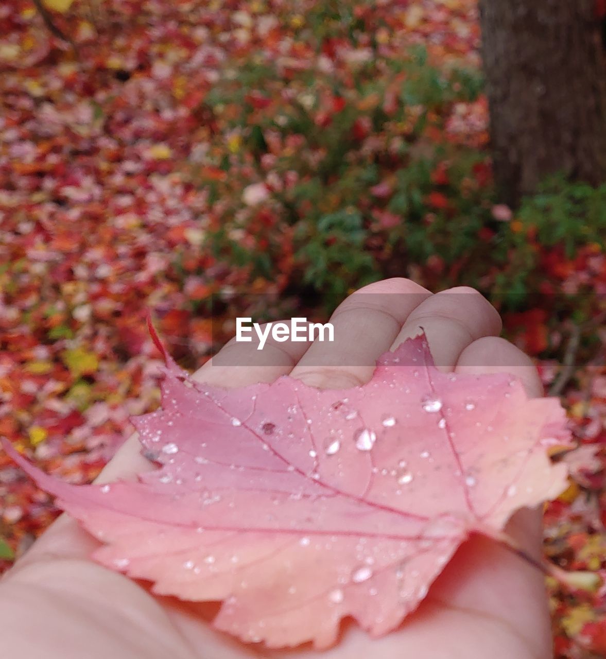 CLOSE-UP OF HAND HOLDING MAPLE LEAF