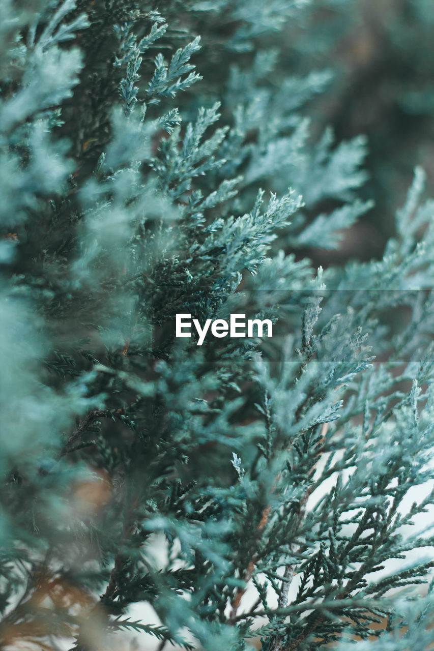 Full frame shot of frozen plants