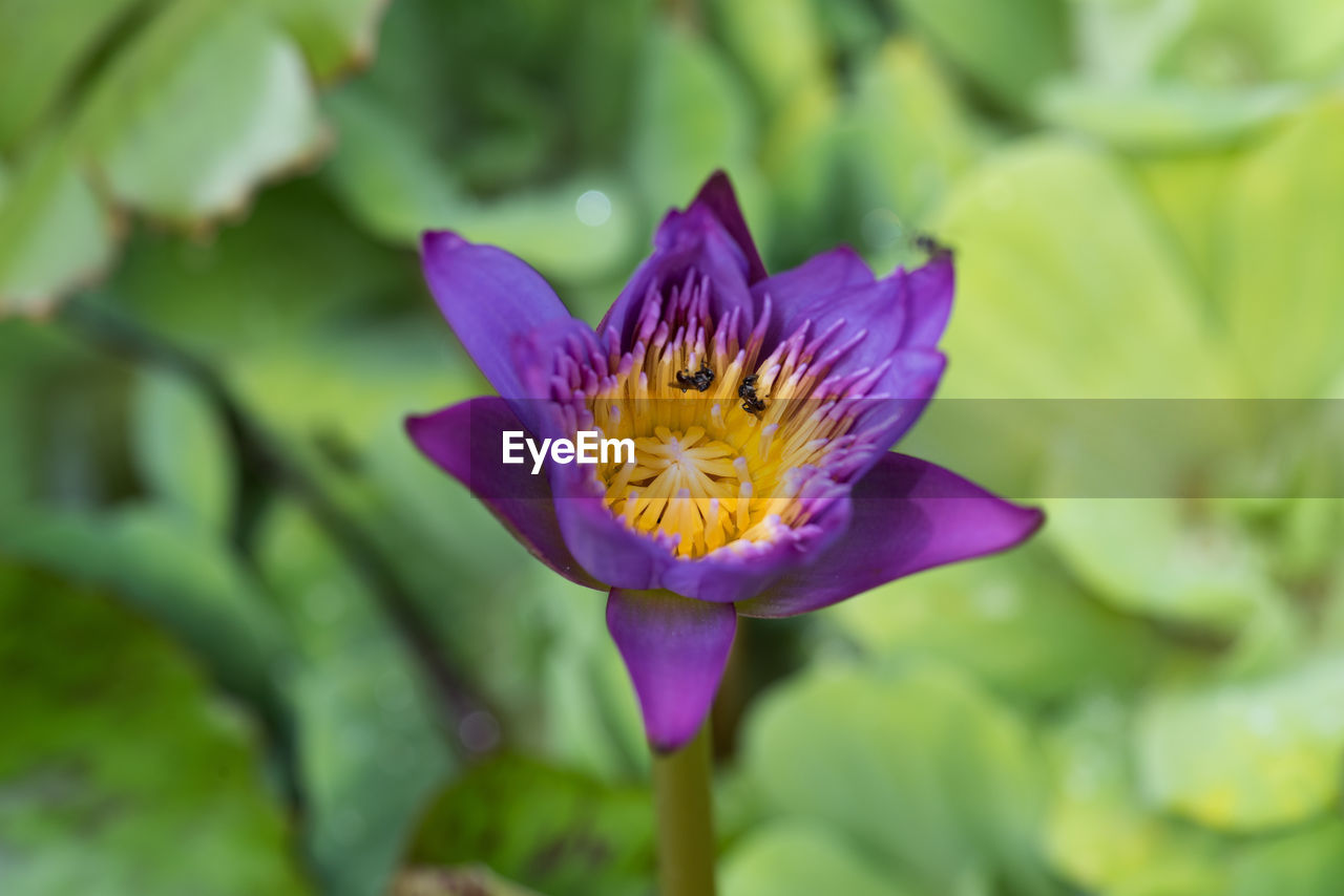 Close-up of purple flower blooming outdoors