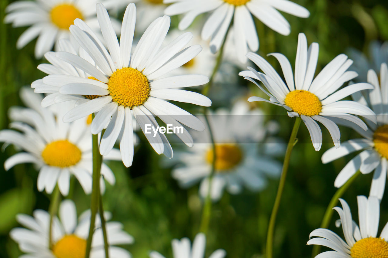 Close-up of white daisy flowers