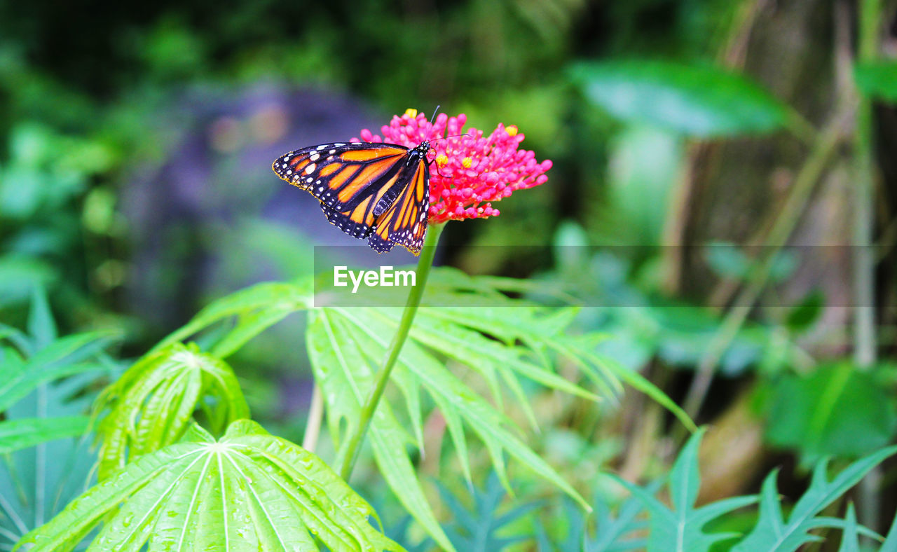 Close-up of butterfly pollinating on pink flower