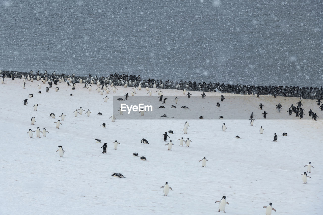 animal wildlife, animals in the wild, animal themes, group of animals, animal, bird, large group of animals, vertebrate, water, nature, winter, beauty in nature, day, cold temperature, no people, snow, lake, scenics - nature, outdoors, flock of birds