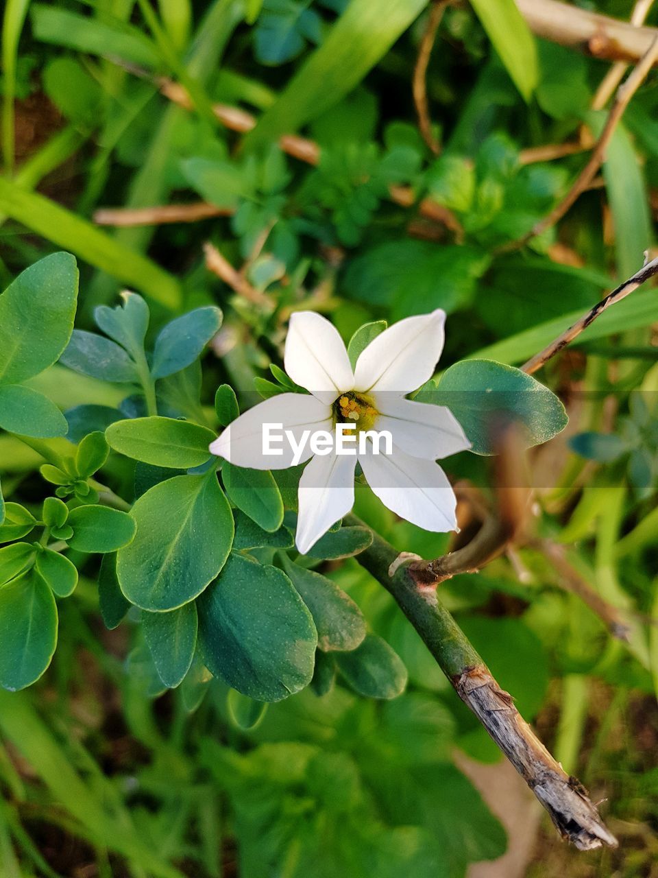 CLOSE-UP OF WHITE FLOWERING PLANT WITH GREEN LEAVES