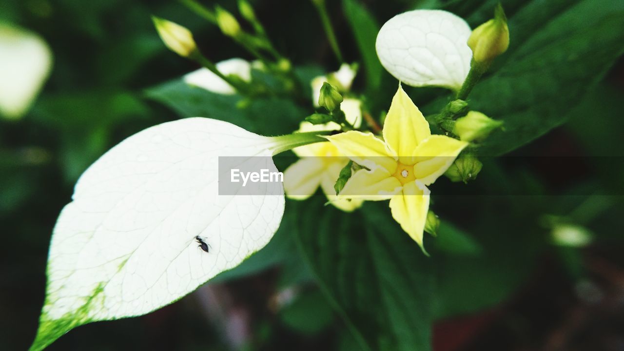 CLOSE-UP OF INSECTS ON WHITE FLOWER