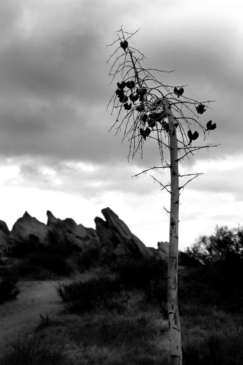 LOW ANGLE VIEW OF TREES AGAINST CLOUDY SKY