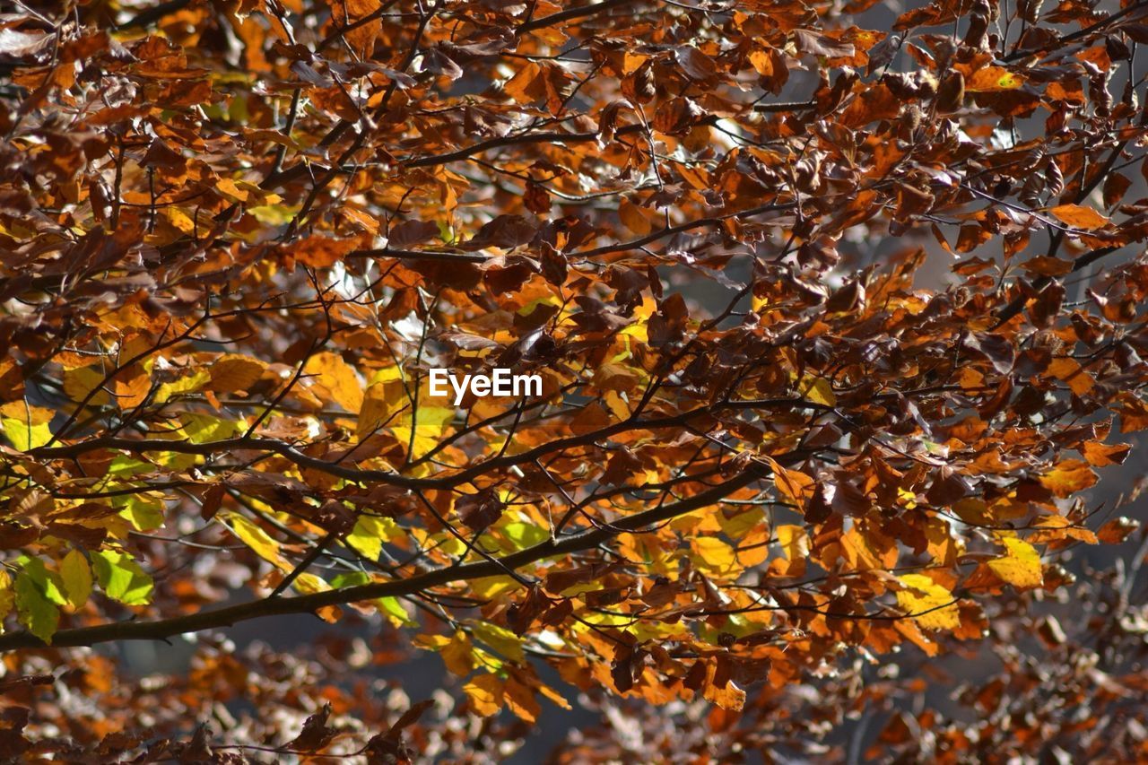 Tree branches in autumn