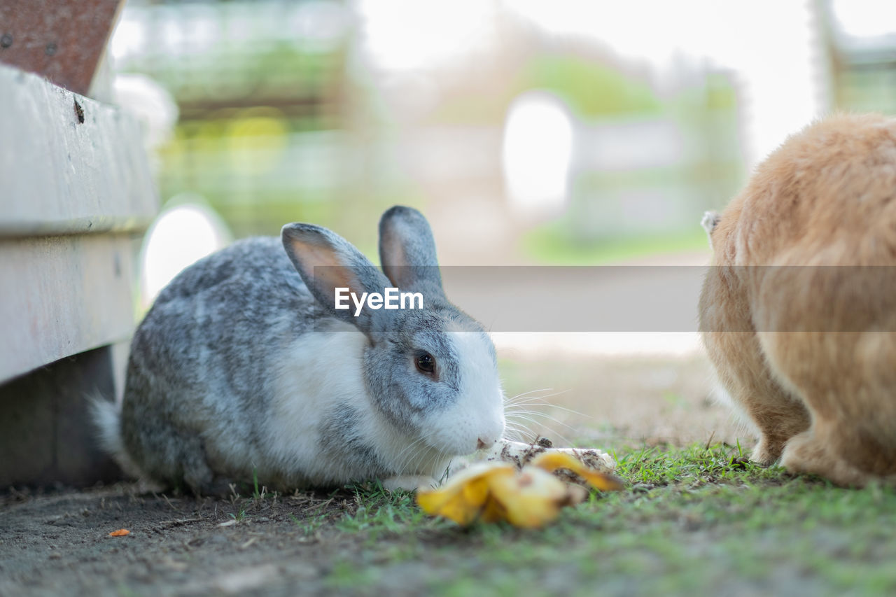 animal, pet, animal themes, mammal, domestic rabbit, rabbit, rabbits and hares, animal wildlife, domestic animals, one animal, eating, selective focus, rodent, whiskers, grass, close-up, no people, day, nature, plant, food, outdoors, wildlife, cute, focus on foreground, animal hair, animal body part, hare