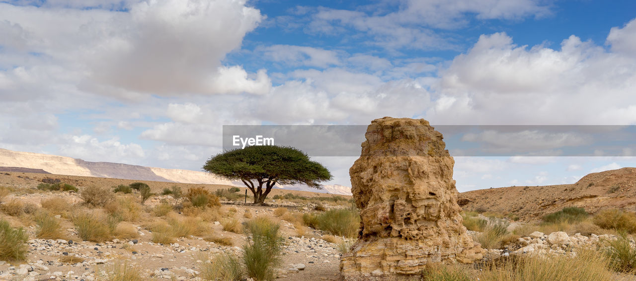 PANORAMIC VIEW OF TREES ON DESERT AGAINST SKY