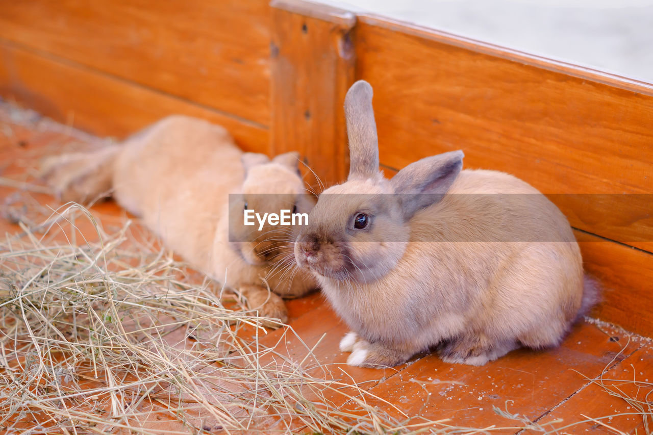 Close-up of rabbits