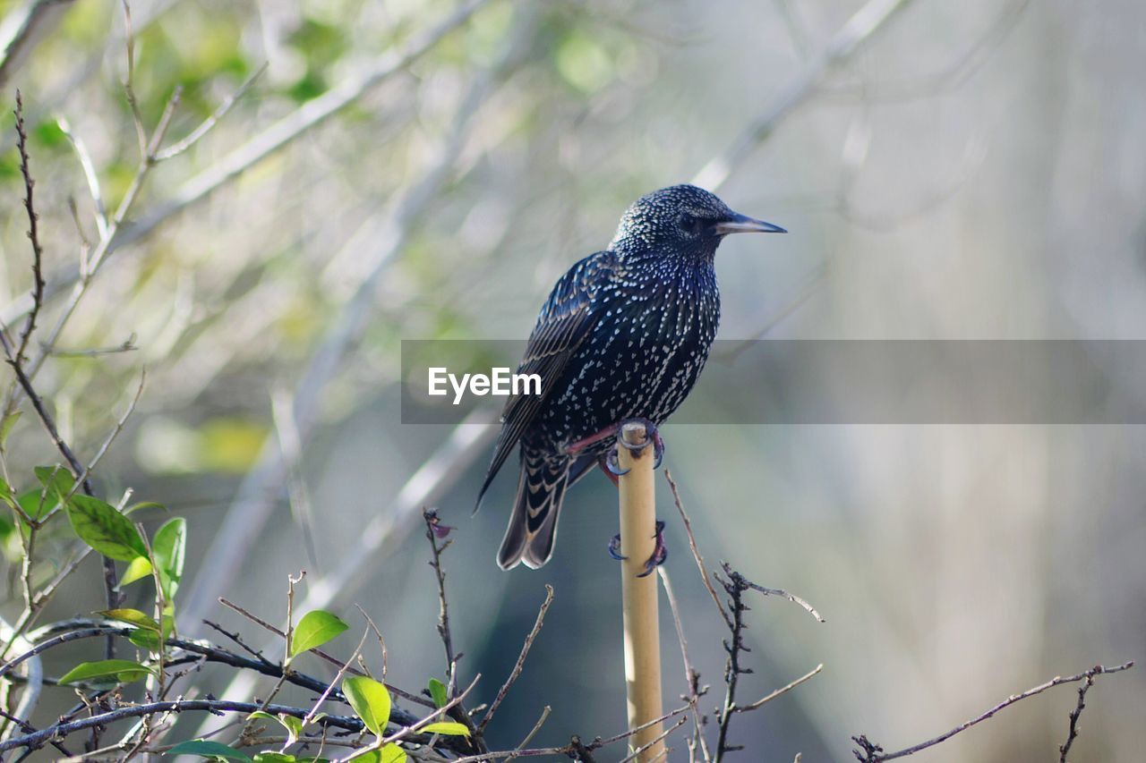 BIRD PERCHING ON BRANCH