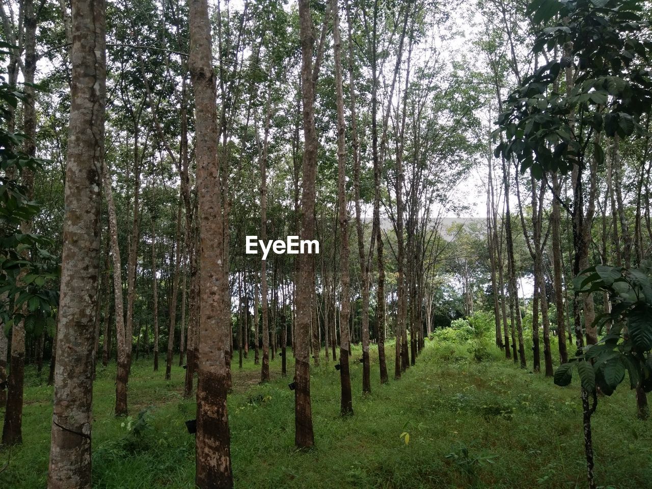 PANORAMIC VIEW OF TREES IN FOREST