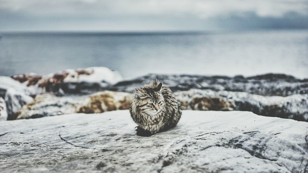 Cat sitting on rock