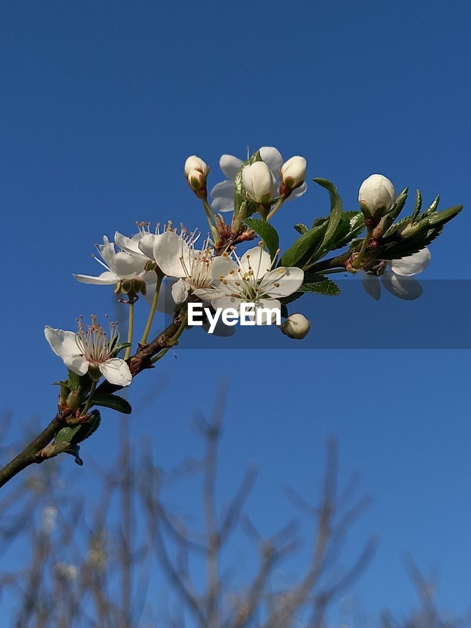 CLOSE-UP OF CHERRY BLOSSOM AGAINST CLEAR SKY
