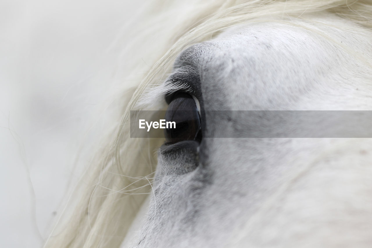 White horse's eye