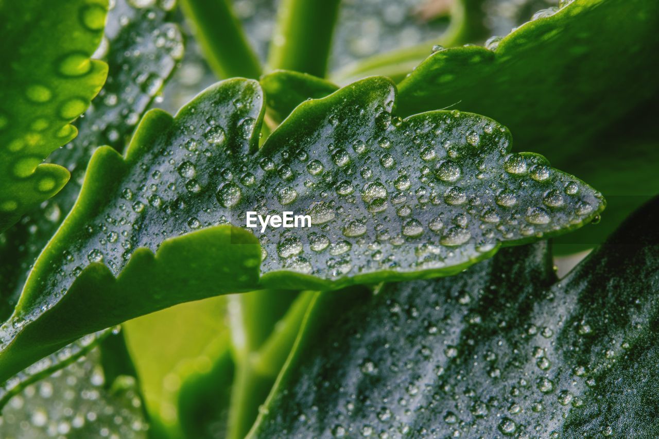 Close-up of wet plant leaves during rainy season