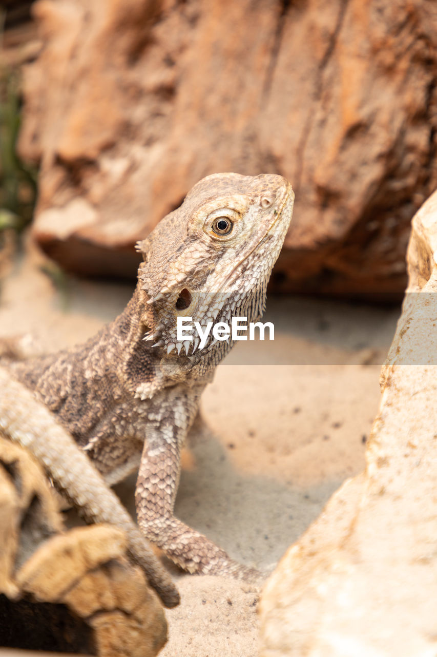 Close-up of lizard