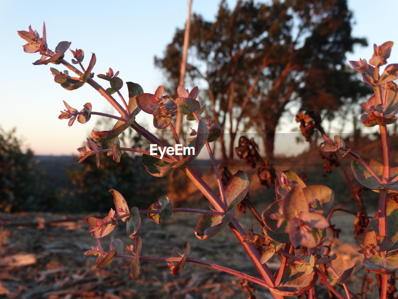 CLOSE-UP OF TREE BRANCH